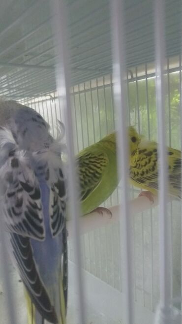 Tutuquşları: Tutuquşları — 10