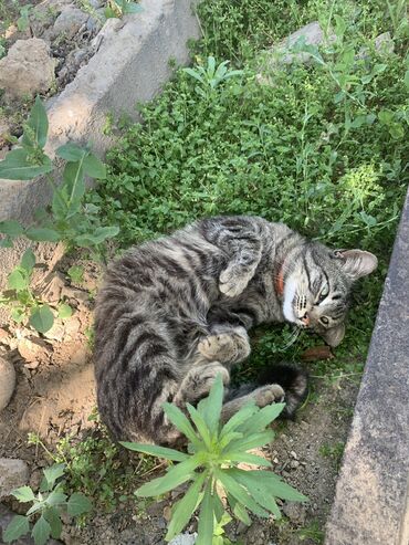 тигровый кот: Отдам в хорошие руки,кот 2 года Спокойный,любит спать в коробке,ест
