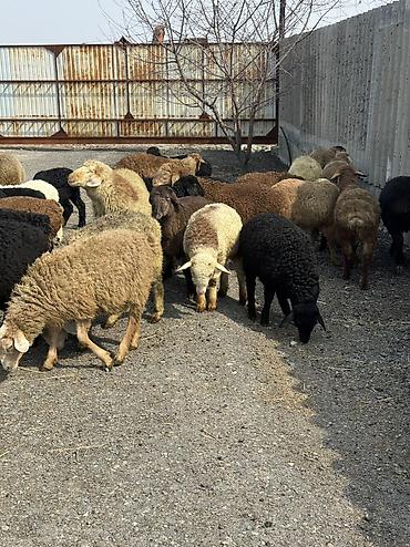 Баран, овца: Продаю | Овца (самка), Ягненок, Баран (самец) | Гиссарская, Полукровка, Меринос | На забой, Для разведения, Для шерсти | Племенные, Кастрированные, Осеменитель — 5