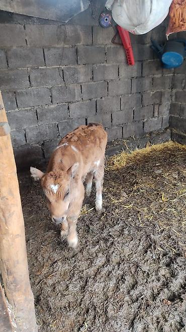 Коровы, быки: Продаю | Тёлка at lalafo.kg — 7 Коровы, быки: Продаю | Тёлка — 7