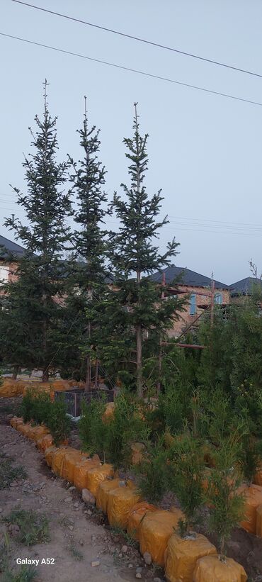 Декоративные деревья: Саженцы деревьев: Ели, Платная доставка — 1