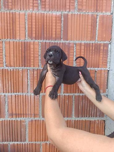 Psi: Cane Corso štenci šampionskog porekla! Tražite moćnog čuvara i odanog na lalafo.rs — 9 Psi: Cane Corso štenci šampionskog porekla! Tražite moćnog čuvara i odanog — 9