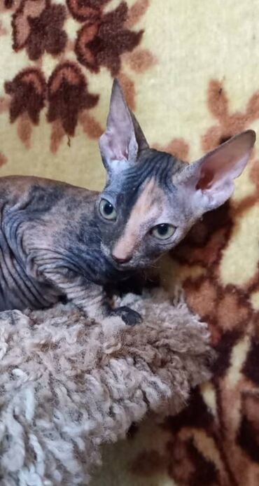 кошки донской сфинкс: Котёнок породы донской сфинкс, пол - девочка, велюровая, окрас-