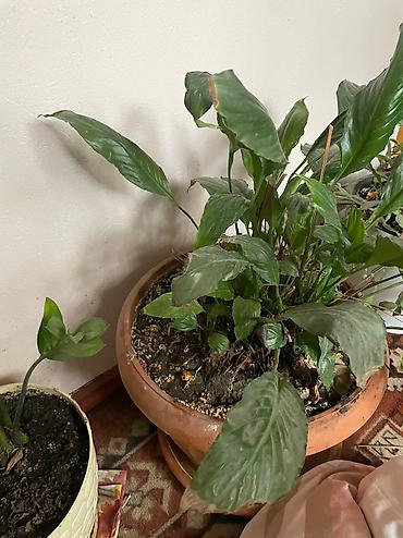 Другие садовые цветы и кустарники: Продаю, точнее отдаю цветы 🍀🍀🍀 ДАРОМ Средние горшки 300 Больше 600 — 5