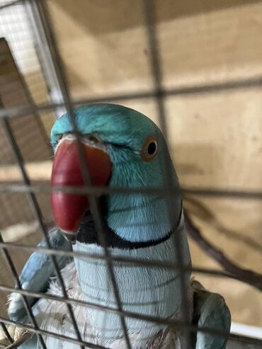 Digər quşlar: Məhsul: Halqa boyunlu parakitlər (Alexandrine/Indian Ringneck növü) — 2