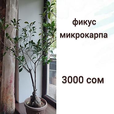 Другие комнатные растения: Продаю домашнии цветы адаптированные уже,пополнение фото каждый день — 2