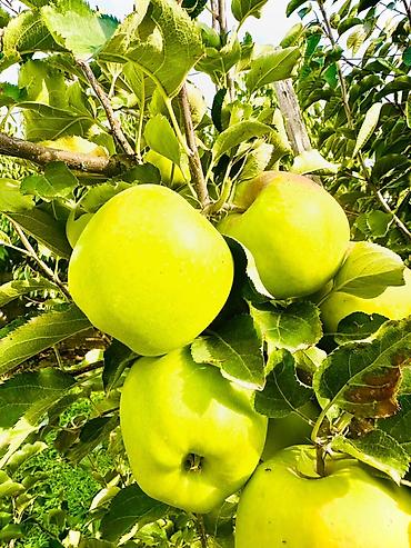 Вишня: 🌱🍎 КАЛИРОВАННЫЕ САЖЕНЦЫ ПЛОДОВЫХ ДЕРЕВЬЕВ В ПРОДАЖЕ! 🍎🌱 Опыт -40 лет — 4