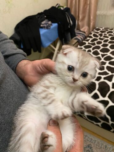 Pişiklər: Britan yastı qulaq, Erkək, Dişi, Yaxşı əllərə, Ünvandan götürmə, Pulsuz çatdırılma, Ödənişli çatdırılma — 64