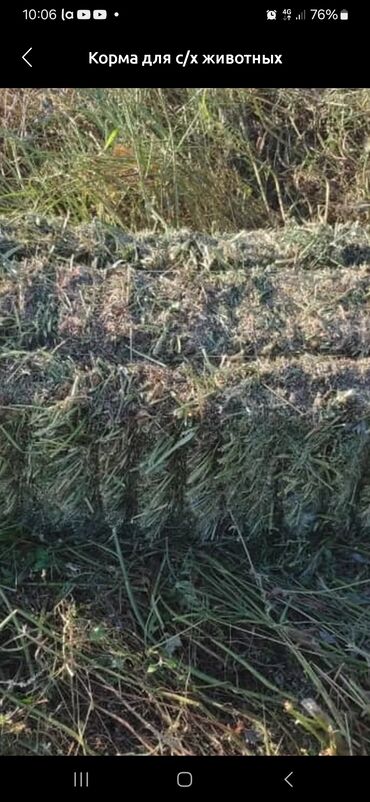 кальций для животных: Спартак тюки разно травье клевер камышь споля 650 тюков