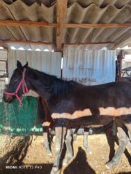 купить собаку немецкую овчарку: Продаю | Кобыла (самка), Жеребец | Конный спорт