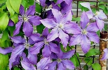 Другие садовые цветы и кустарники: Клематисы, 800сом Хосты, голубые крупномеры "Элеганс" и "Биг Дадди" — 7