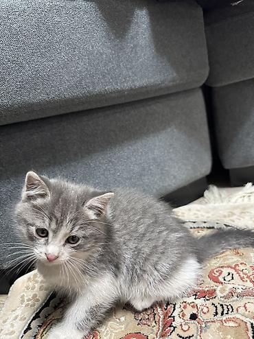 итер: Отдам даром милых котят. Всего 3 котёнка: 2 мальчика и 1 девочка 🐾 — 4