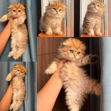 Pişiklər: Britan yastı qulaq, Erkək, Dişi, Yaxşı əllərə, Ünvandan götürmə, Pulsuz çatdırılma, Ödənişli çatdırılma — 6