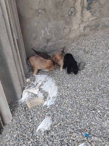 İtlər: Zvanok cinsi balalar satışda. - Şirin, aktiv və sosial balalar – qara — 3