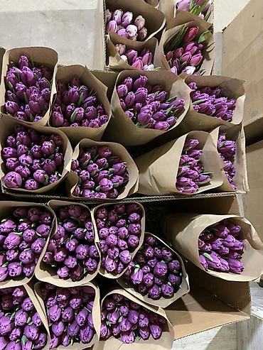 Букеты из живых цветов: Тюльпаны - Сорт: нежно-розовые тюльпаны с мягкой желтой каймой на — 16