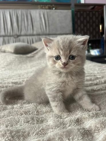 cins atlar: Yumşaq tüklü ev pişiyi balaları - Növ: Ev pişiyi balası (qısa — 4