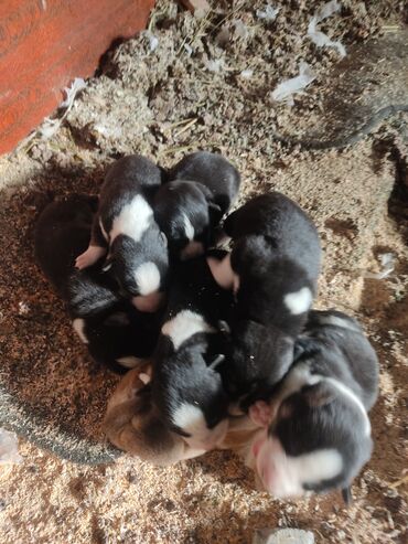 İtlər: Xaski, Erkek — 2