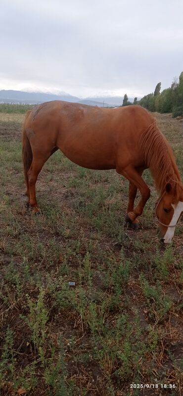 Лошади, кони: Продаю | Кобыла (самка) | Дончак | Для разведения — 4