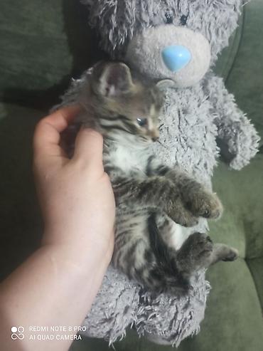 Отдам даром: Мальчики 🐈🐈в добрые руки родились 9 августа к лотку приучаються кушают — 2