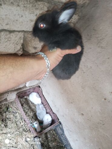 Dovşanlar: Dovşan karlik dovşanlar balalar 1 aylığ Krolik karlik zayciki Aslan — 14