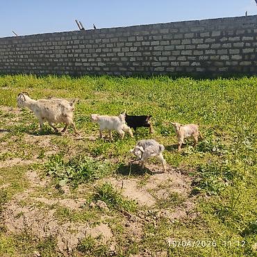 Keçilər, çəpişlər: - Ana bala keçi dort balasi var üçü erkey biri disididi cins heyvandi — 4