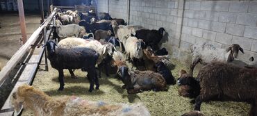 Бараны, овцы: Продаю | Овца (самка), Ягненок | Полукровка