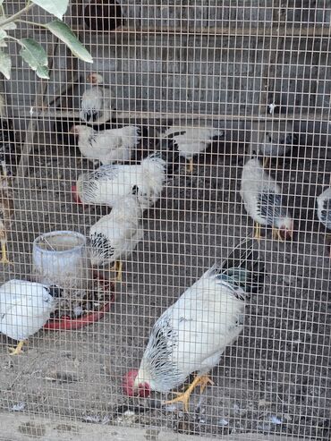 дом для кош: Продаю петух 🐓