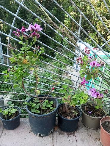 elektrik alətləri: Ətirşah — 1