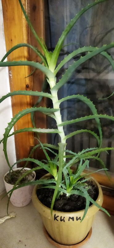 фикус для офиса: Комнатные растения в горшках - Алое (крупный сорт с зубчатыми