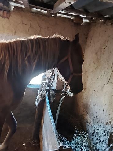 Лошади, кони: Продаю | Кобыла (самка) | На забой — 5