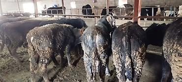 Коровы, быки: Продаю | Бык (самец) | На откорм | Искусственник — 3