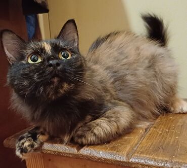сиямский кот: Кошечка 11 месяцев очень ласковая и добрая, ❤️ходит на лоток, есть все