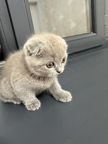 британская вислоухая кошка: Британская короткошёрстная, 2 месяца, Девочка, Приучена к лотку — 6