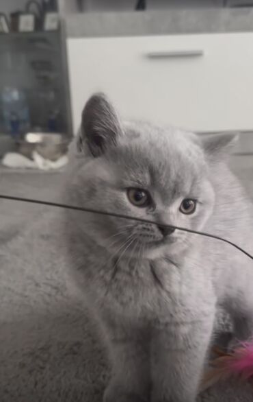 котов: Продаю породистого ласкового котенка (мальчик) Обучен кошачьему