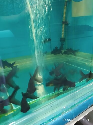 Рыбы: Рыбы — 12