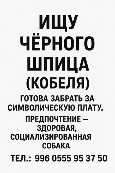 йоркширский терьер цена бишкек: Объявление: требуется черный шпиц (кобель). - Готова забрать за