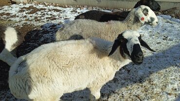 Бараны, овцы: Продаю | Баран (самец) | Полукровка | Для разведения | Кастрированные — 2