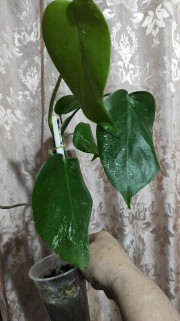 Отдам даром: Отдам за каждый срез растения 2 кг сахара — 11