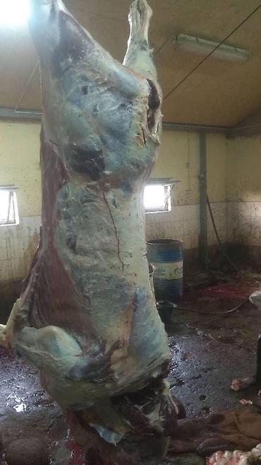 эрмен чоп: Скупаем скот на мясо и вынужденный забой дорого — 6