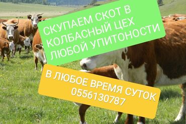 продаю скот: Куплю | Коровы, быки, Лошади, кони | Любое состояние, Забитый, На забой, на мясо