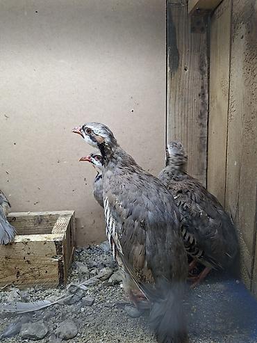 hind quşu satışı: Məhsul: Dağ kəkliyi (Alectoris chukar) – quşlar — 3
