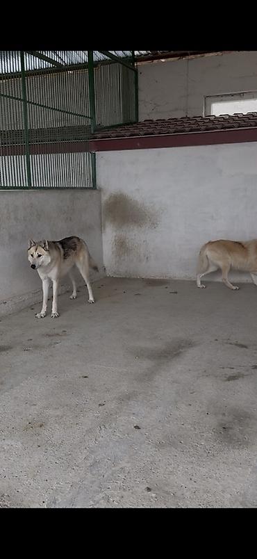 İtlər: Cütləşmə üçün — 4