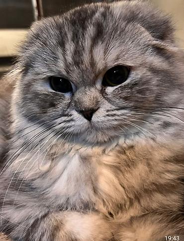cutlesme pisik: Şotland, Dişi, Cütləşmə üçün, Pulsuz çatdırılma — 2