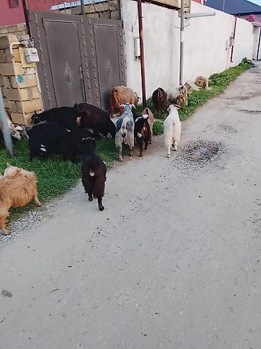 ucuz heyvanlar: Məhsul: Qoyun-keçi sürüsü Təsvir: - Şəkillərdə göründüyü kimi — 2