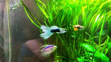 Balıqlar: Quppi, Sülhsevər — 1