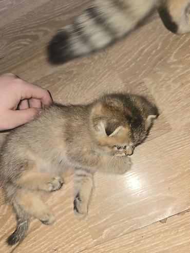 Кошки: Шотландская вислоухая, Самка, Бесплатная доставка — 2