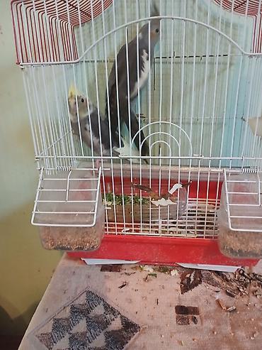 Qəfəslər: Nimfa (Cockatiel) cütü və qəfəs dəsti - Növ: Nimfa tutuquşusu — 3