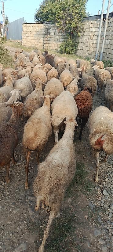 hereti xoruz sats: Salam 50baw boyuk 3dene bala. cemi 53eded tecili satilir — 1