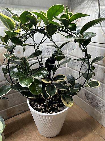 Хойи: Фитолампа 600сом 15 ватт длина 0,9м. Фитильный горшок новые обьем 0,5 — 1