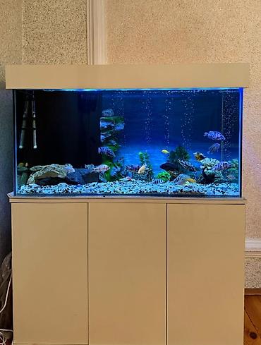 сколько стоит аквариум: . Salam.Akvarium altligilə birlikdə satilir Uzunlugu 1.20 Eni 50 — 5